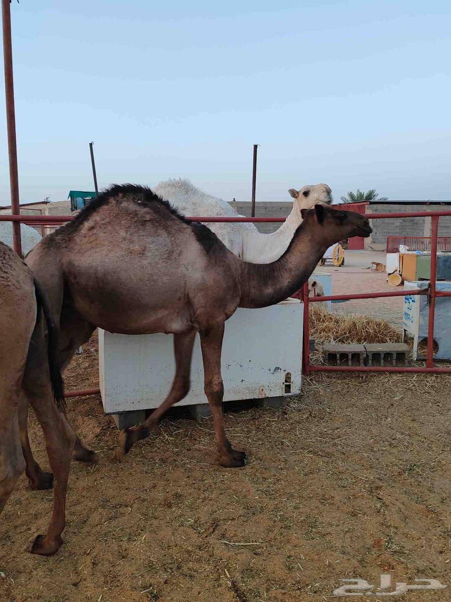 Qa3adan Mafarid64622688014595112