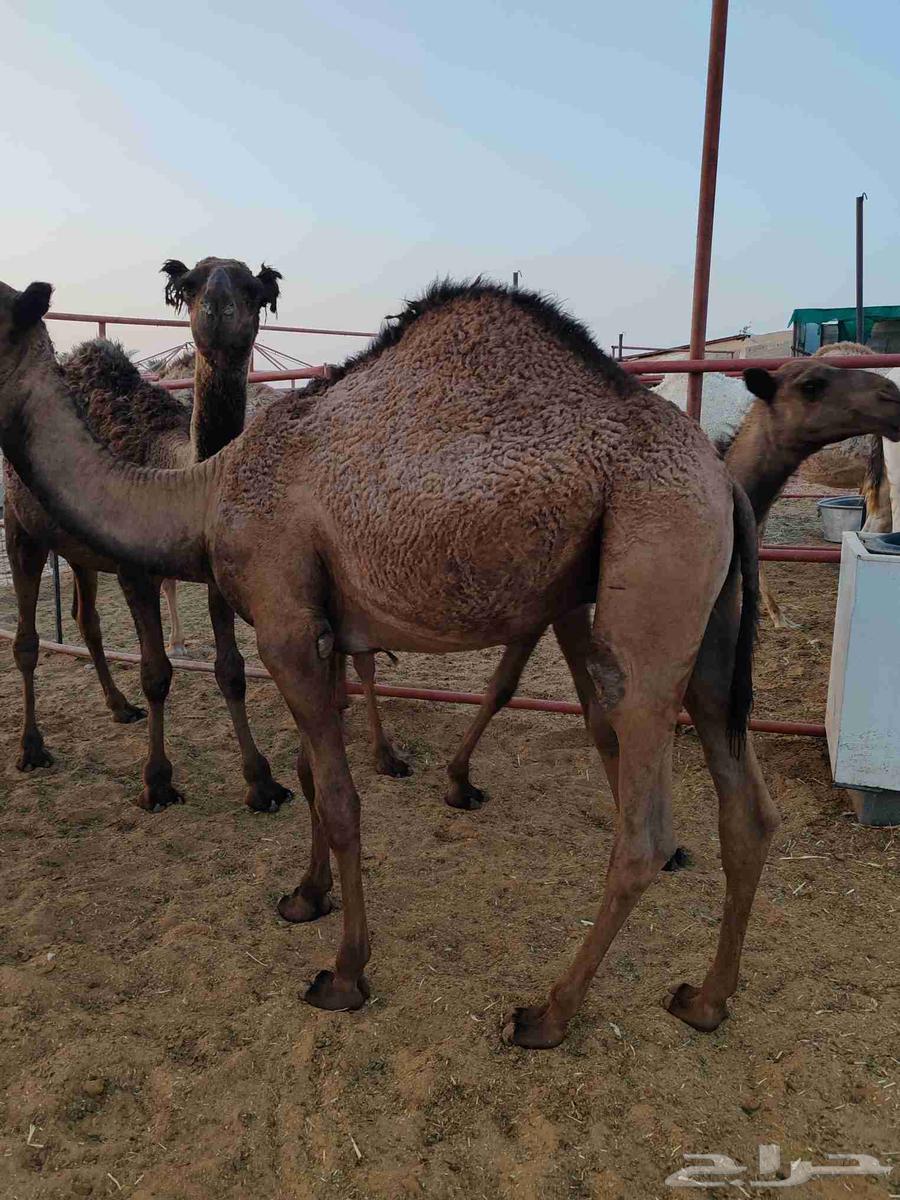 Qa3adan Mafarid64622688014595114