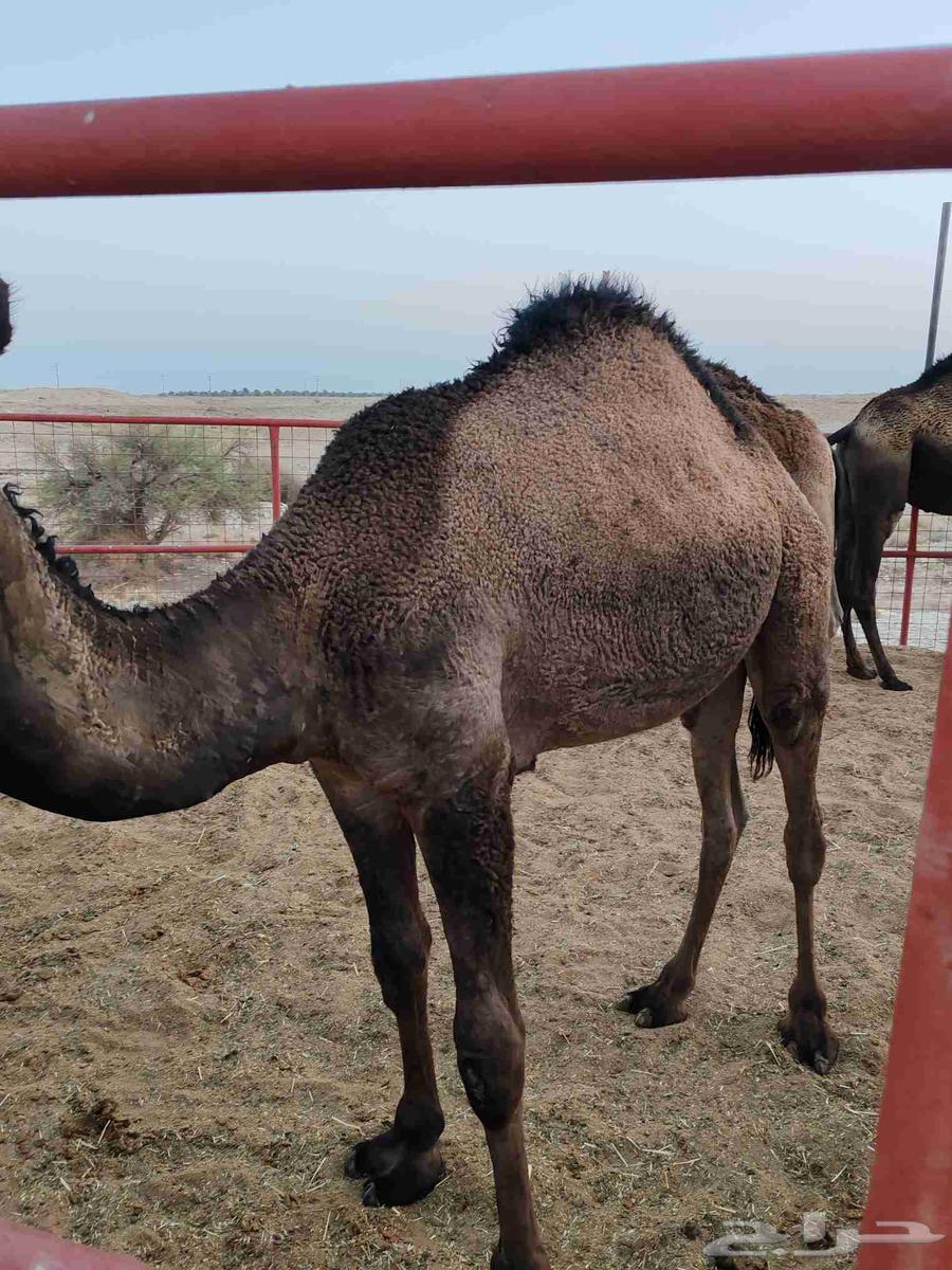 Qa3adan Mafarid64622688014595110