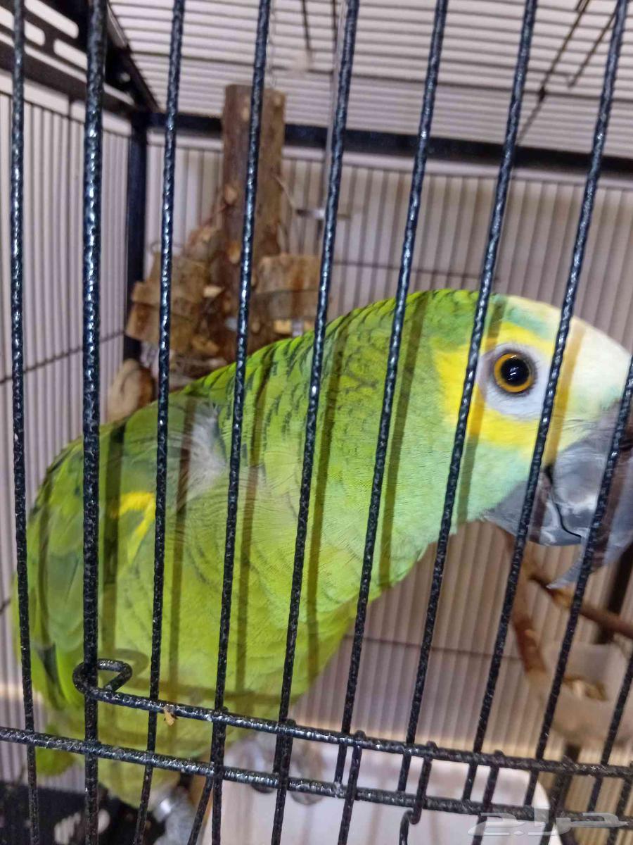 Amazon64620855101825110