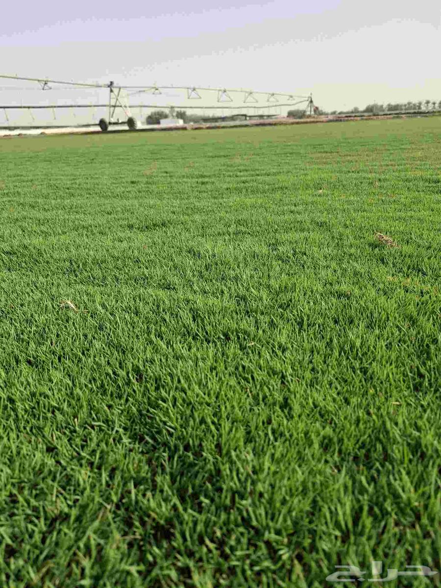 ثيل سي 2000طبيعي وصافي وطبيعي الموقع الخرج64622388694147113