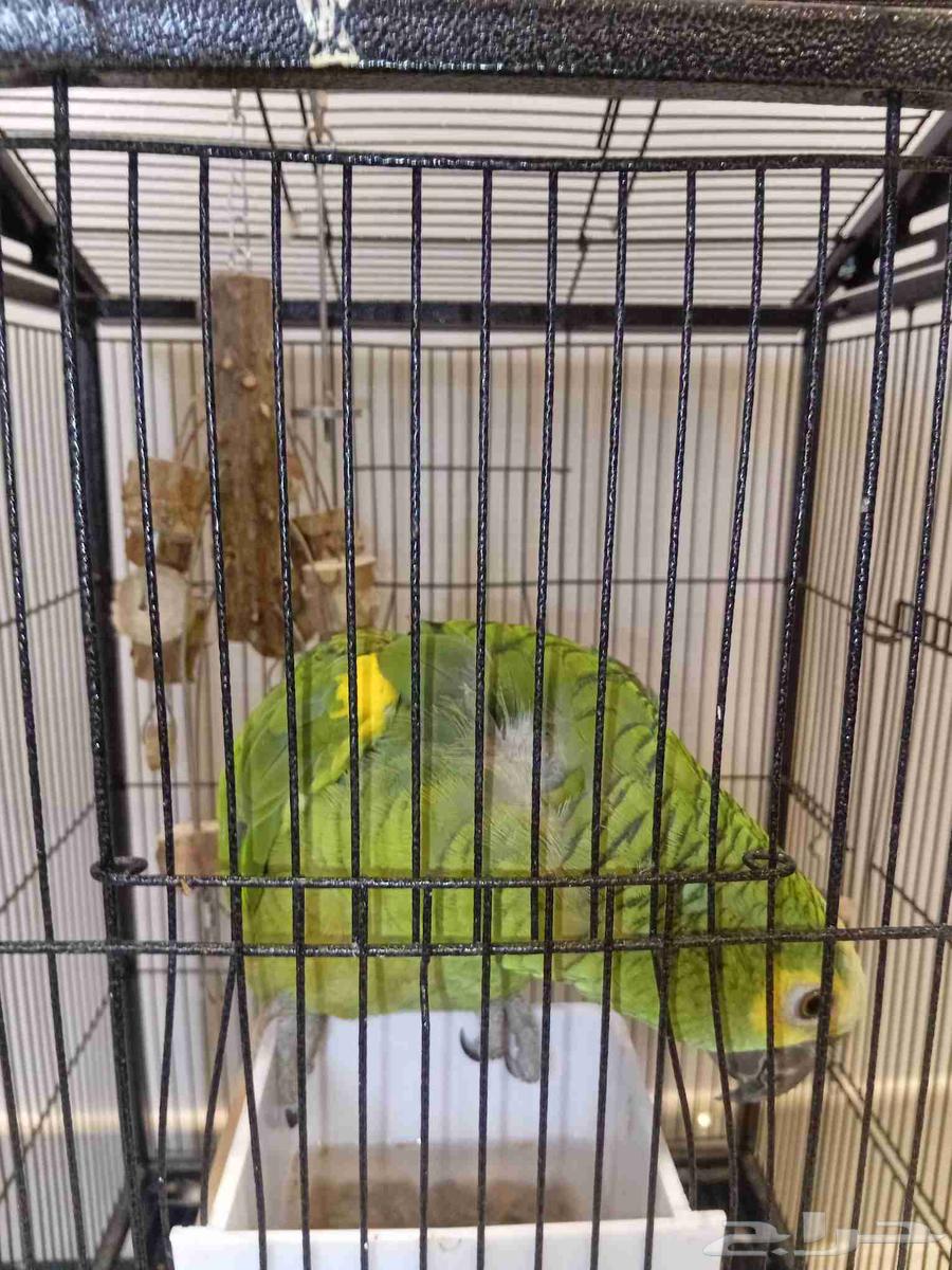 Amazon64620855101825112