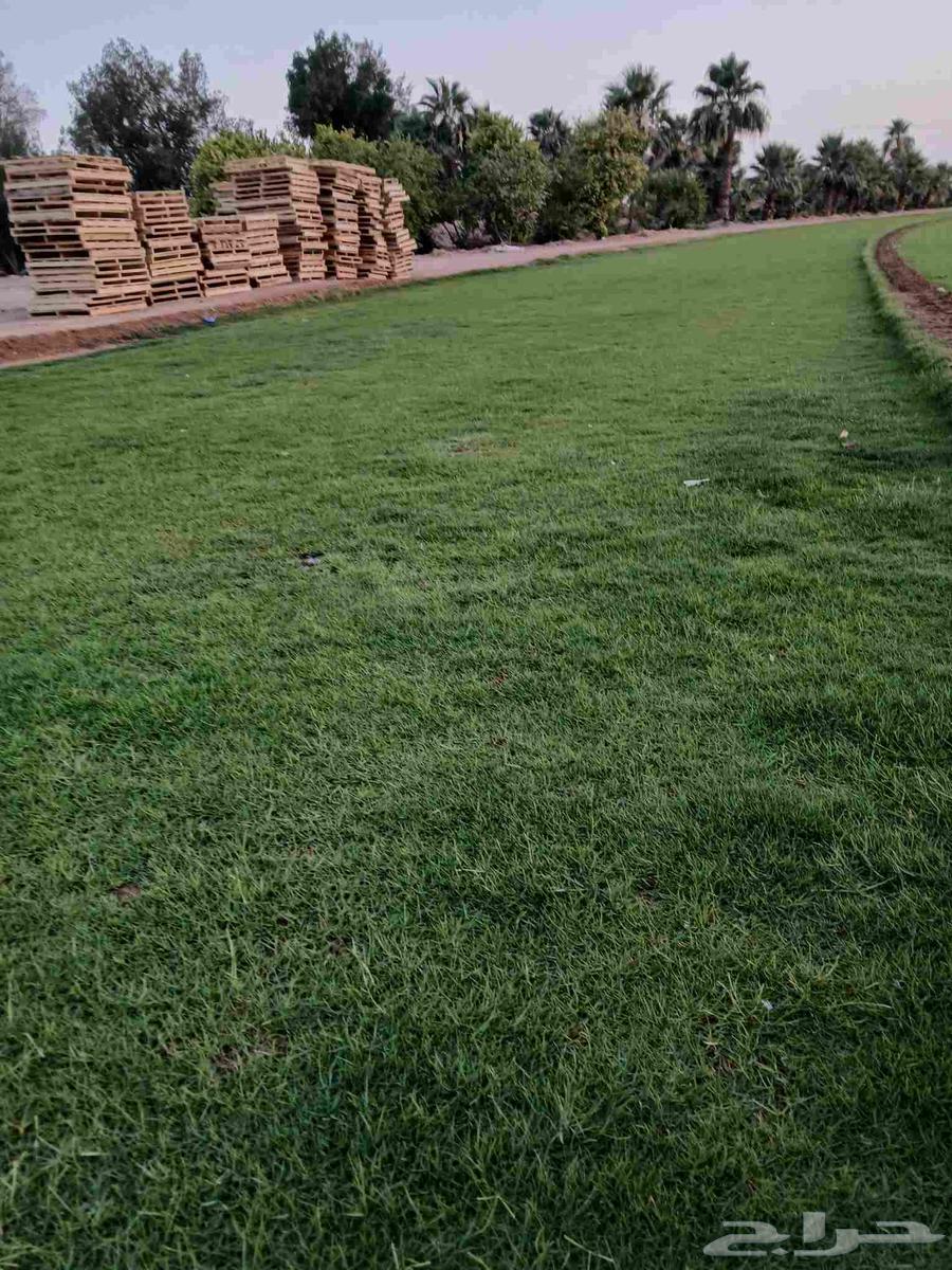 ثيل طبيعي64161177590914111