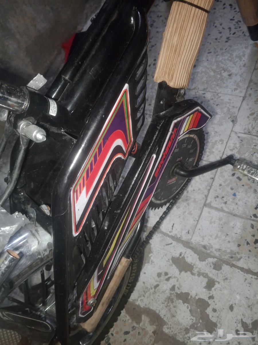 رامبو اندونيسي64616357650435112