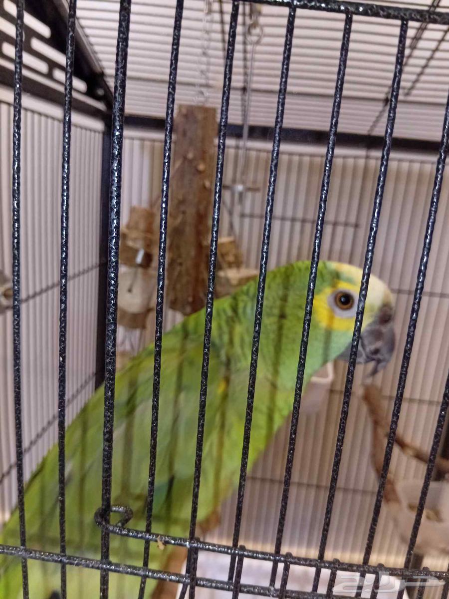 Amazon64620855101825111