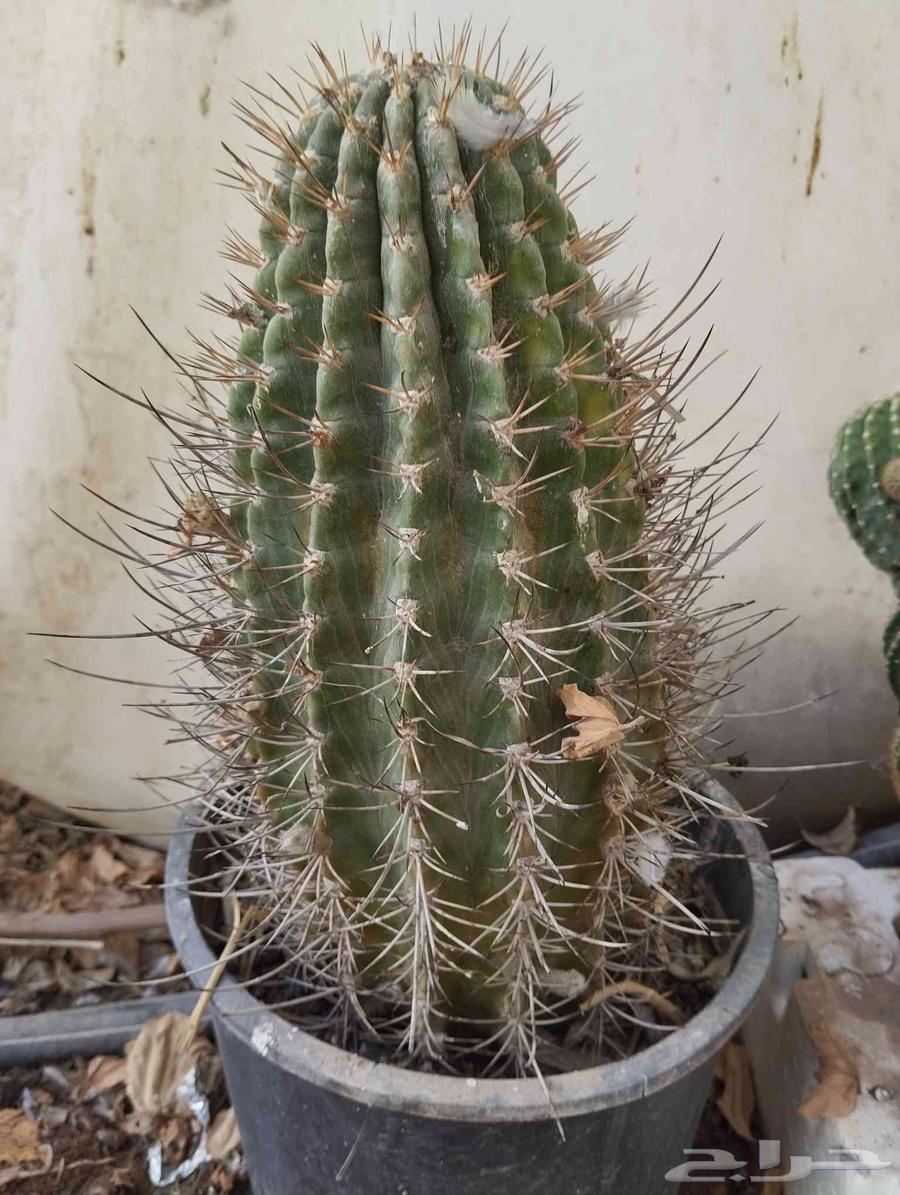 مجموعة صبار زينة متنوعة للحدائق الصخرية للبيع كامل او مفرد64509700746627112