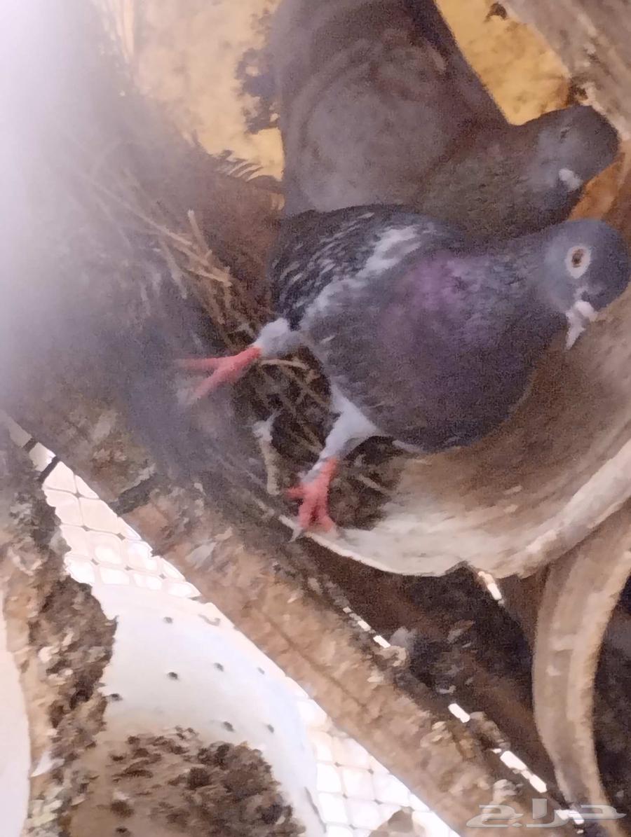 حمام للبيع سليم شرط ومنتج64445716919041111