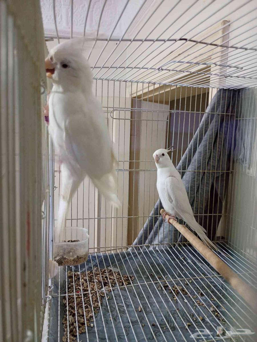 زوج كروان البينو64617663296385110