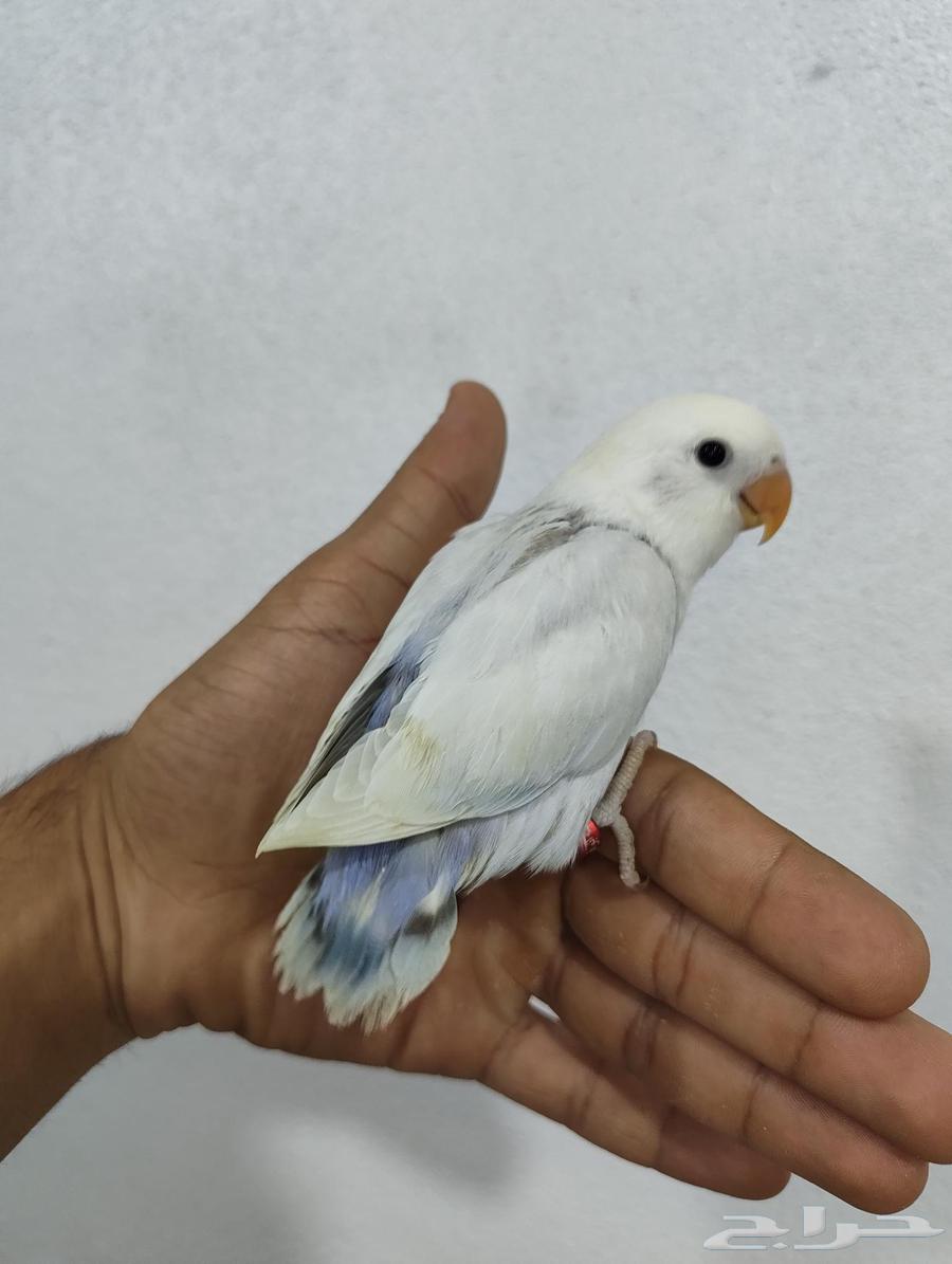 فروخ روز اليفة شي فاخر ومرتب نظيفة64618078127107114