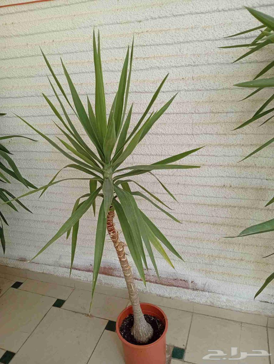 يوكا مشتل نور الطائف شهار64619642878083111