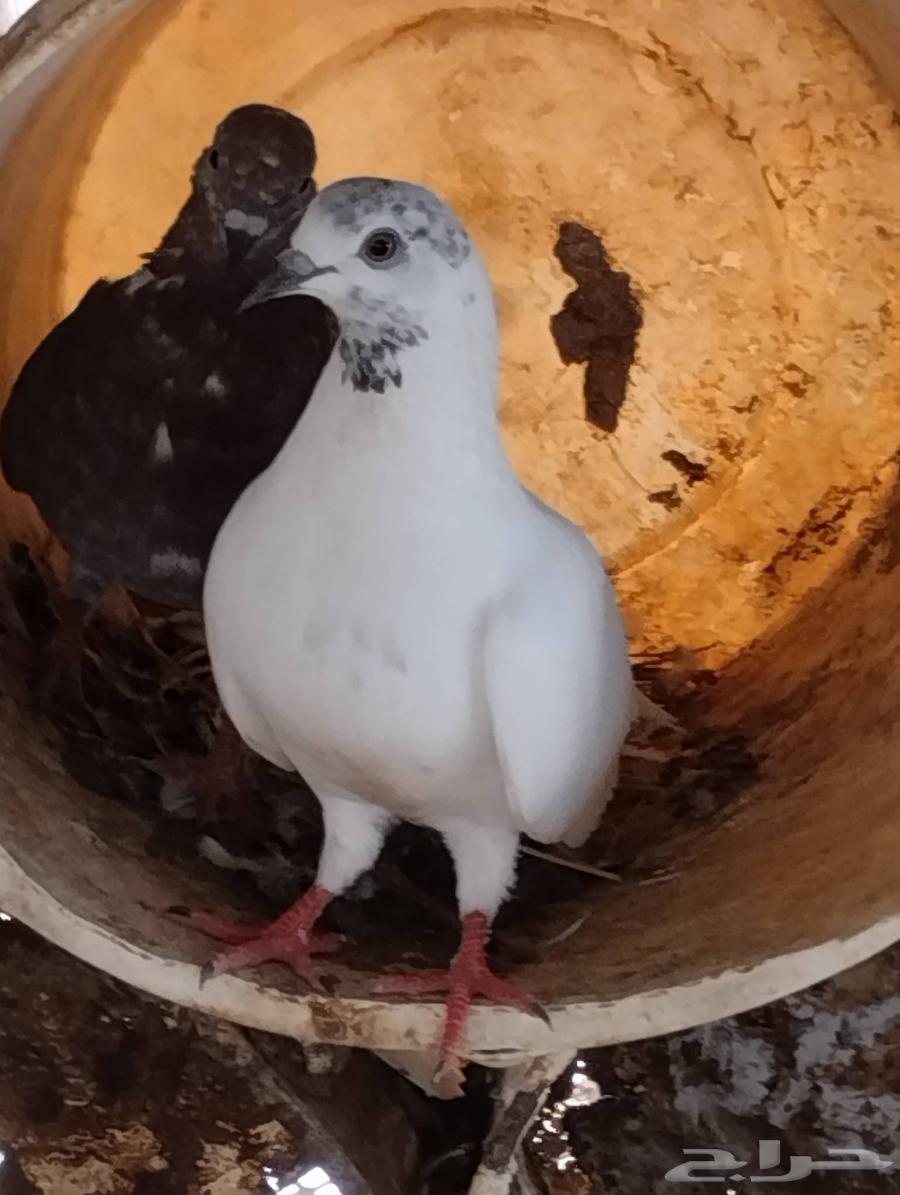 حمام للبيع سليم شرط ومنتج64445716919041112