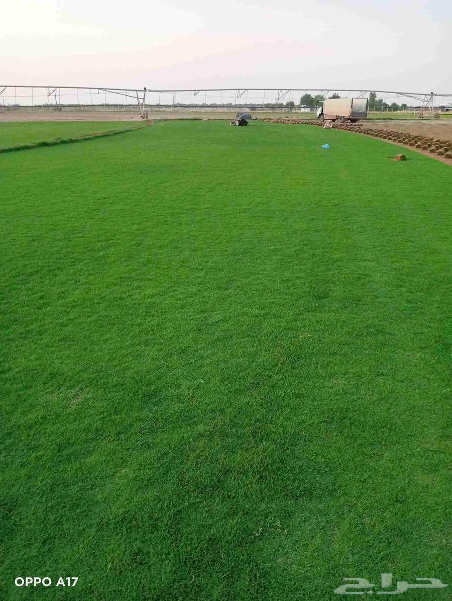 تيل سي 2000 صافي وطبيعي درجة الموقع الخرج64622339362433111