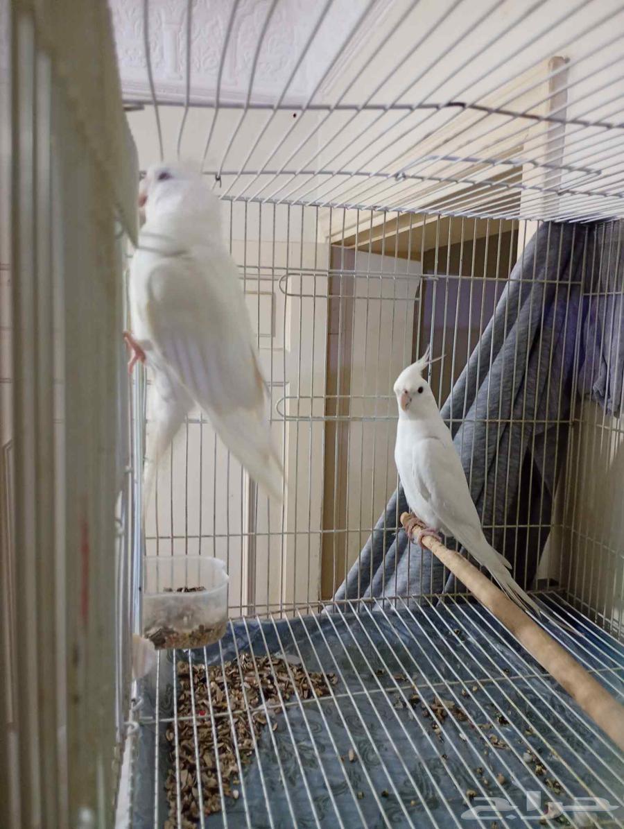 زوج كروان البينو64617663296385111