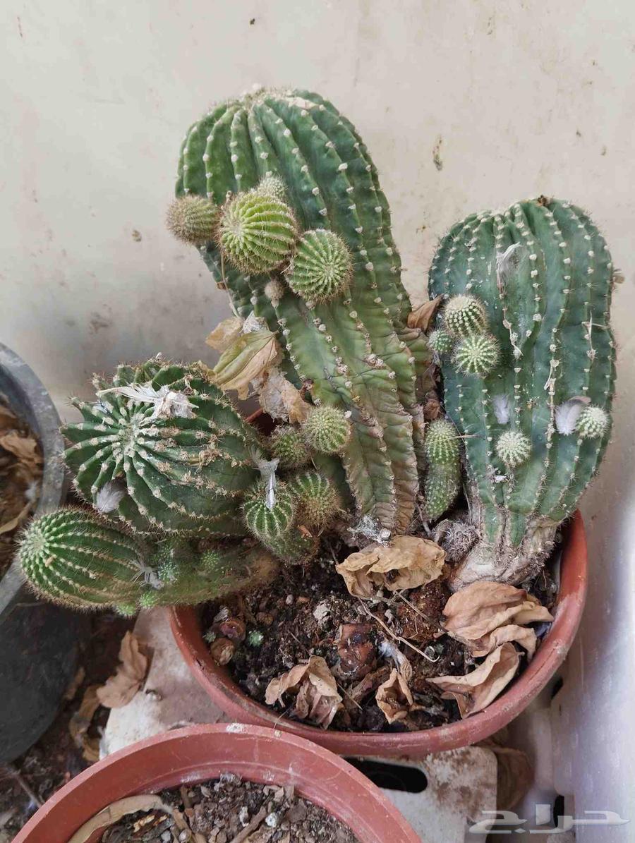 مجموعة صبار زينة متنوعة للحدائق الصخرية للبيع كامل او مفرد64509700746627113