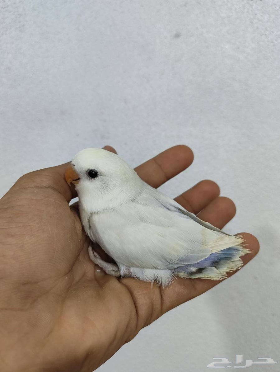 فروخ روز اليفة شي فاخر ومرتب نظيفة64618078127107113