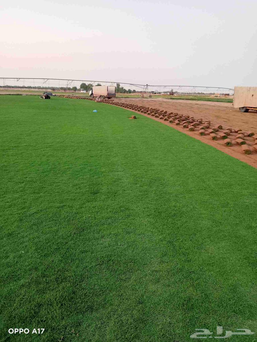 تيل سي 2000 صافي وطبيعي درجة الموقع الخرج64622339362433112