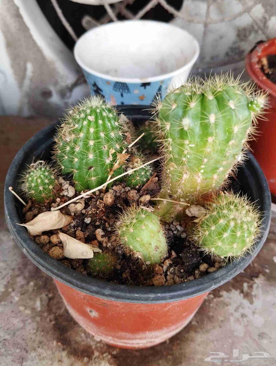 مجموعة صبار زينة متنوعة للحدائق الصخرية للبيع كامل او مفرد64509700746627111