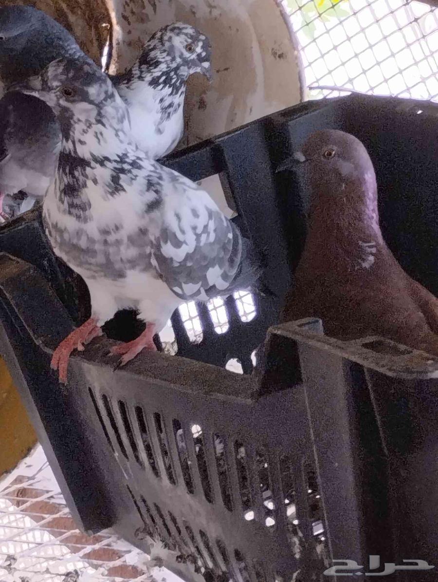 حمام للبيع سليم شرط ومنتج64445716919041110