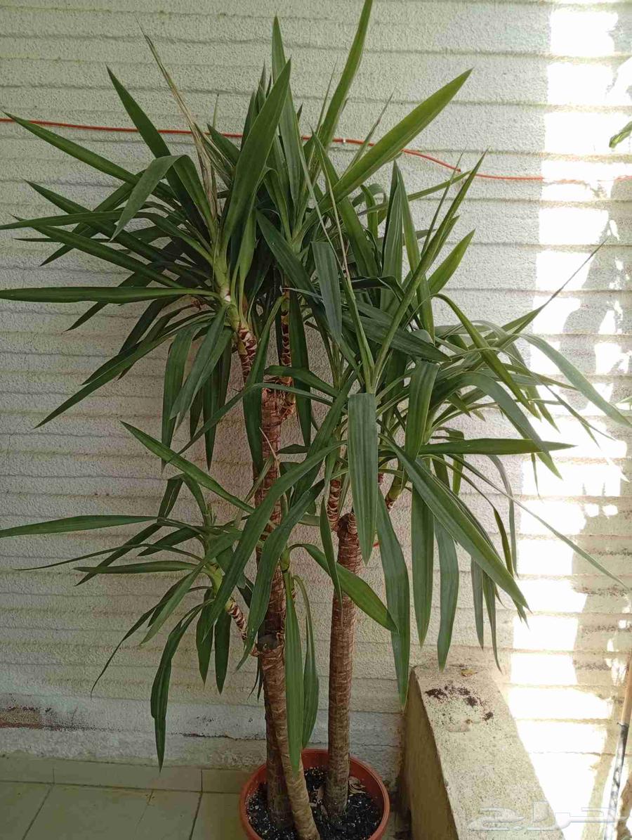 يوكا مشتل نور الطائف شهار64619642878083110