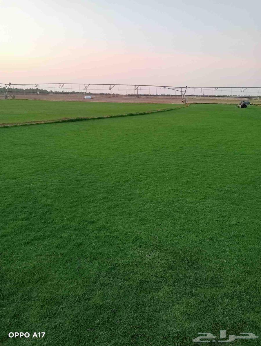 تيل سي 2000 صافي وطبيعي درجة الموقع الخرج64622339362433110