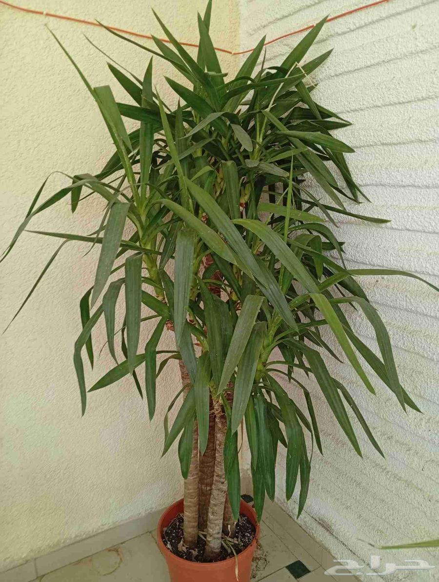 يوكا مشتل نور الطائف شهار64619642878083112