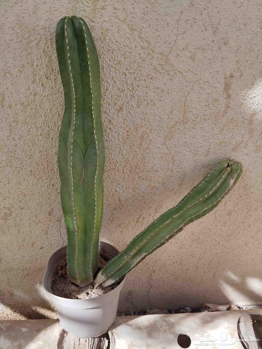 مجموعة صبار زينة متنوعة للحدائق الصخرية للبيع كامل او مفرد64509700746627114