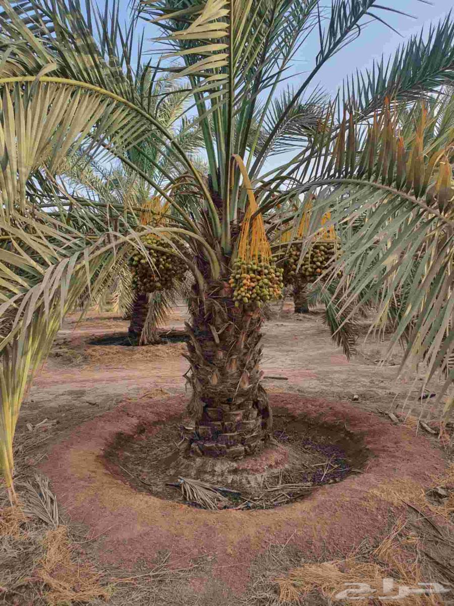 نخل للبيع من اجود مزارع القصيم64619617618945110