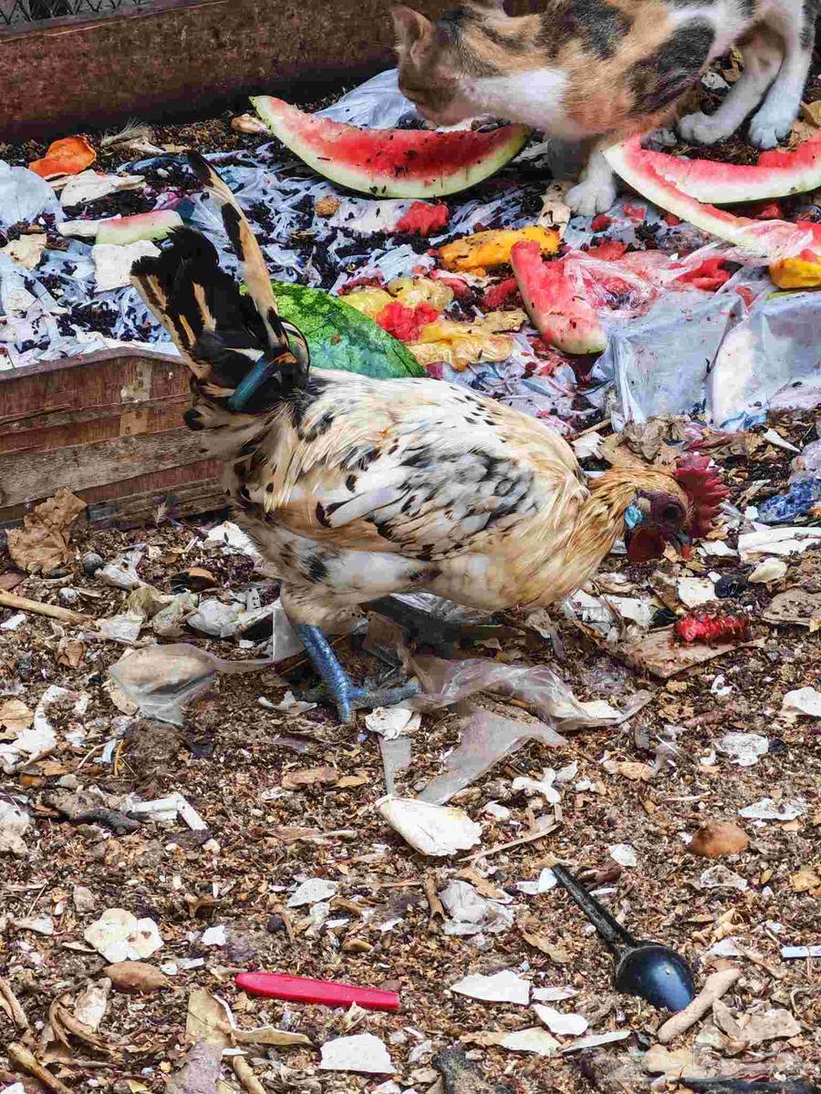 للبيع مجموعة ديوك64620304844417113