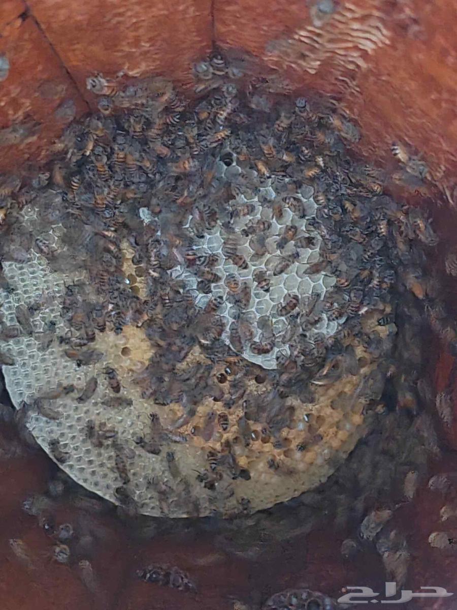 نحل بلدي للبيع بمحايل عسير64626151798146110