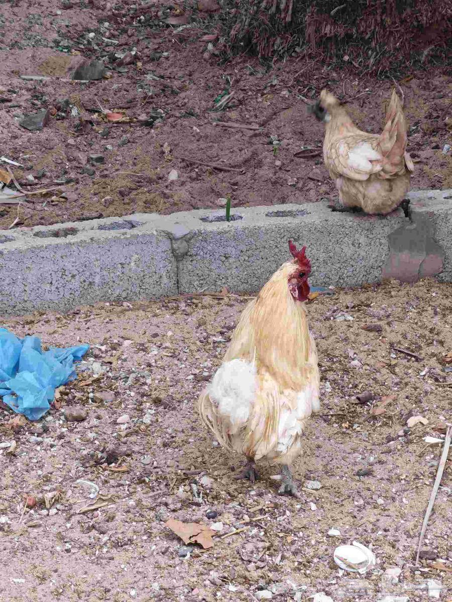 للبيع مجموعة ديوك64620304844417112