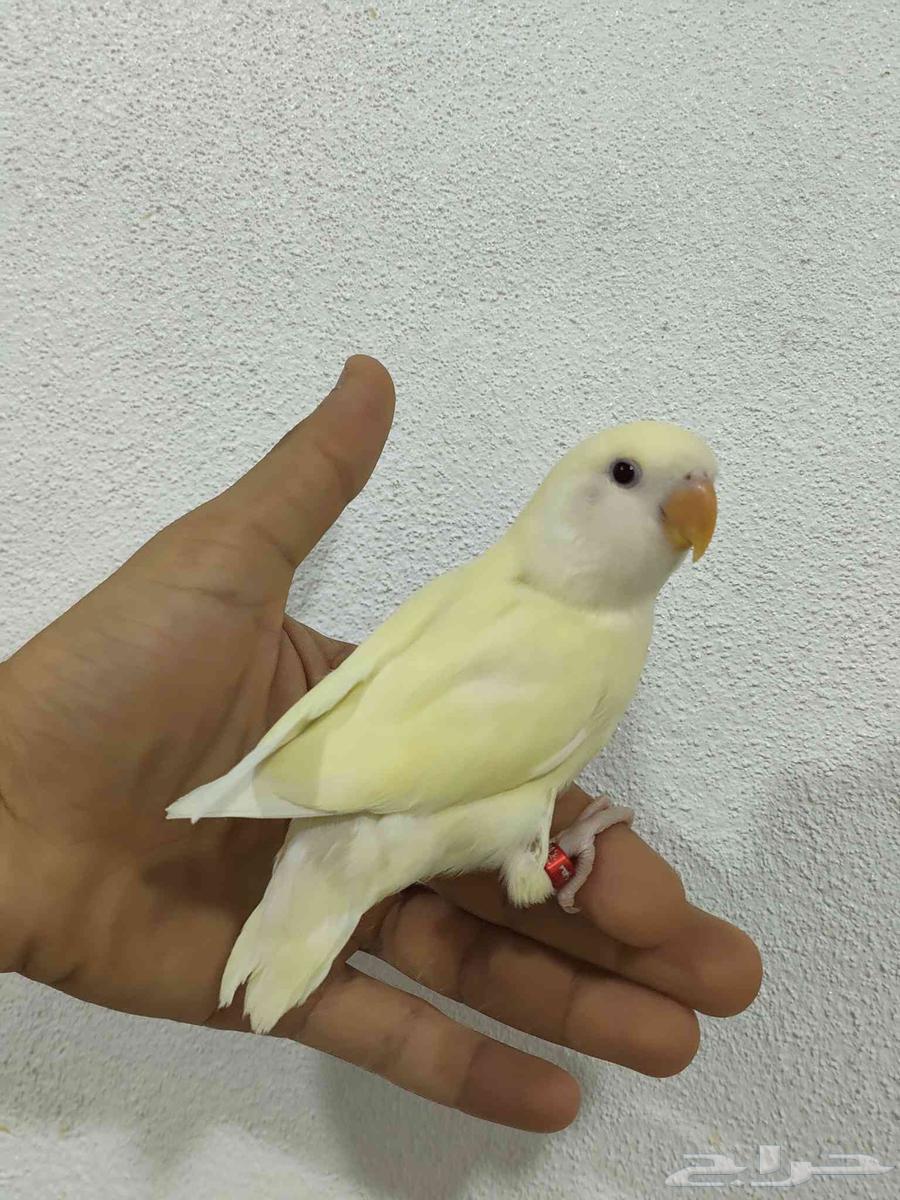 فروخ روز اليفة شي فاخر ومرتب نظيفة64618078127107110