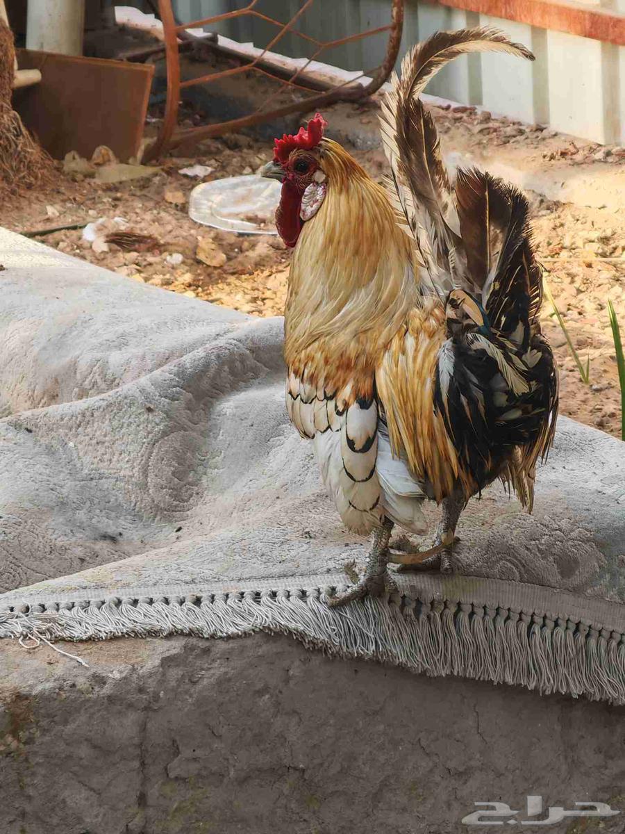 للبيع مجموعة ديوك64620304844417111