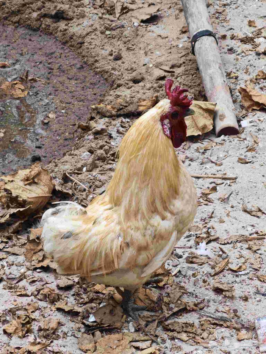 للبيع مجموعة ديوك64620304844417110