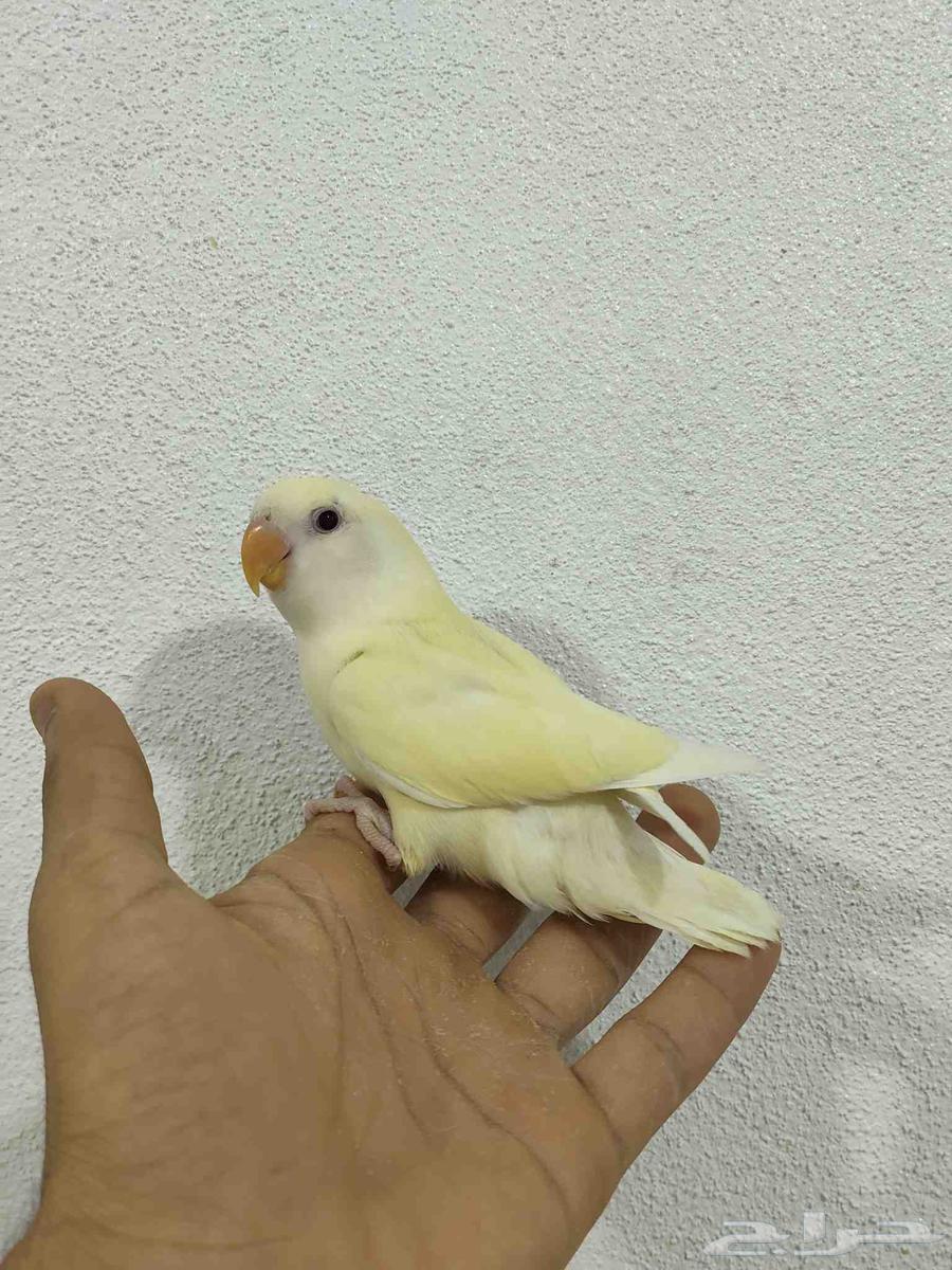 فروخ روز اليفة شي فاخر ومرتب نظيفة64618078127107112