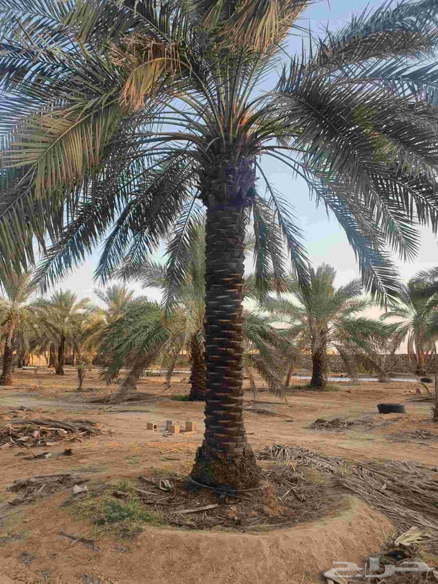 نخل للبيع من اجود مزارع القصيم64619617618945111