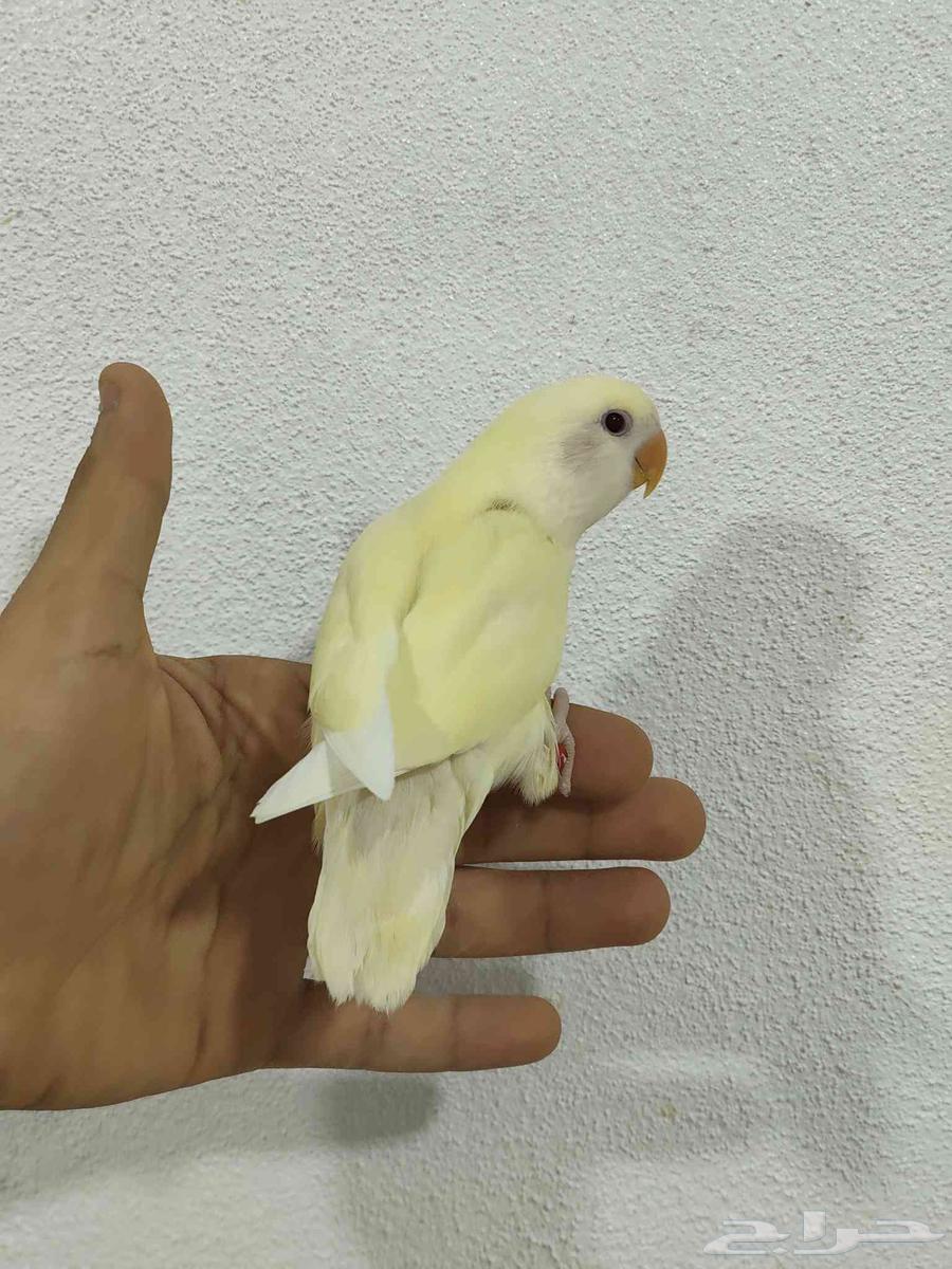 فروخ روز اليفة شي فاخر ومرتب نظيفة64618078127107111