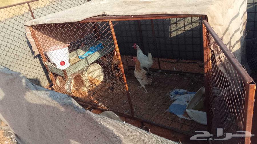 4دجاج وديكين للبيع64625197641731111