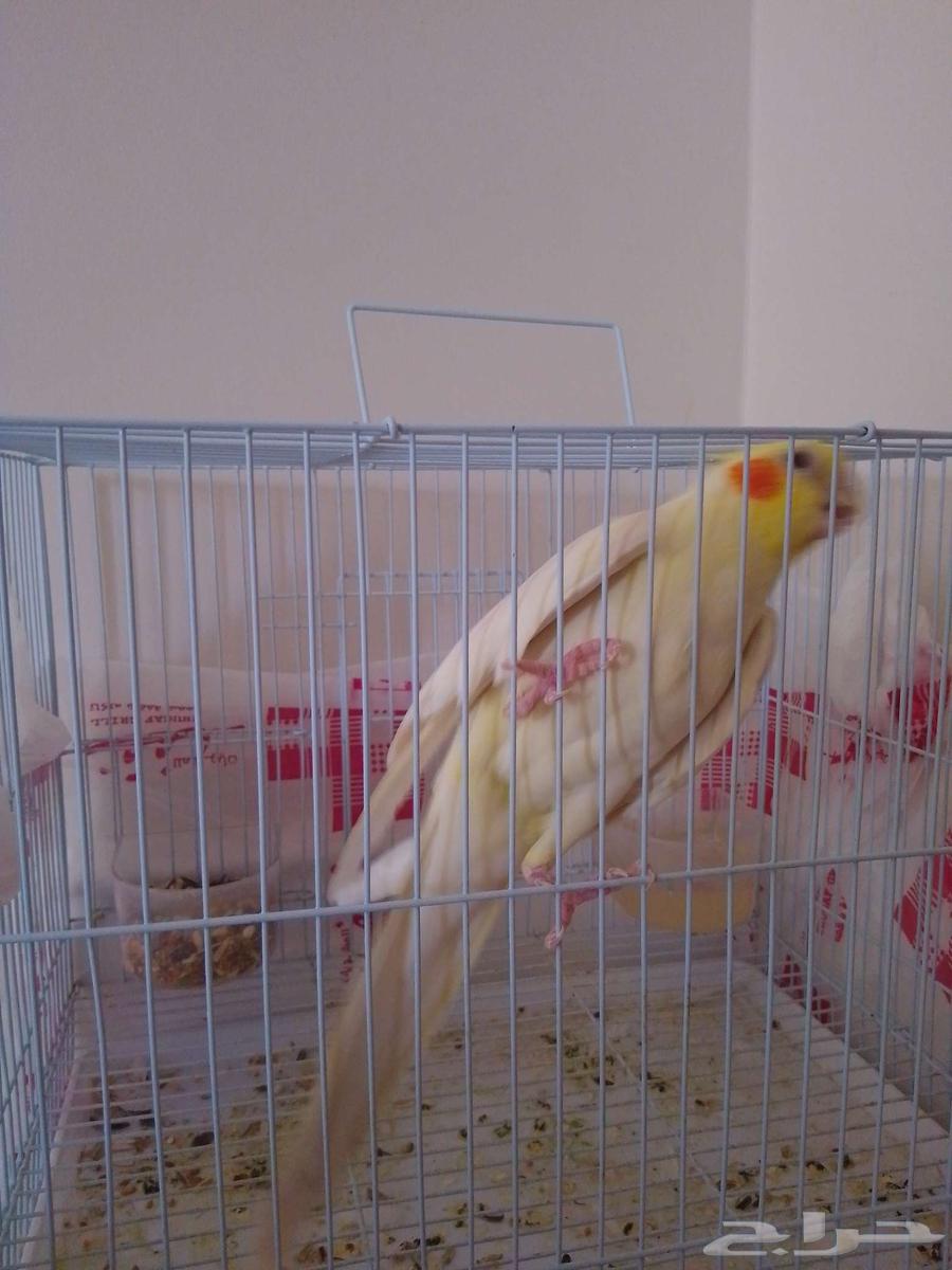 كوكاتيل لاتيني (يتكلم ويقول السلام عليكم) نادر جدآ64620255048577110