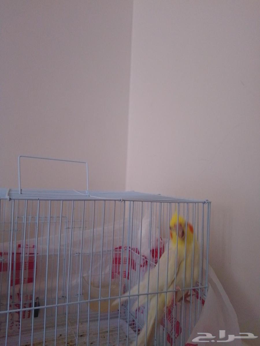 كوكاتيل لاتيني (يتكلم ويقول السلام عليكم) نادر جدآ64620255048577111