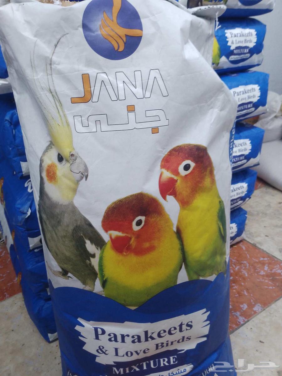 Cat and Bird Shop64620042293377110