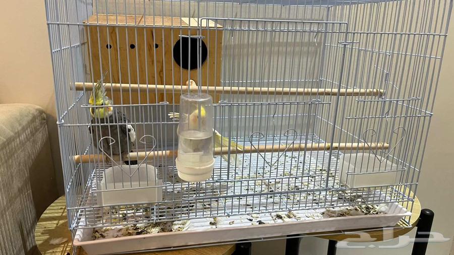 جوز كروان مع قفص كبير وبيت64619979963137111