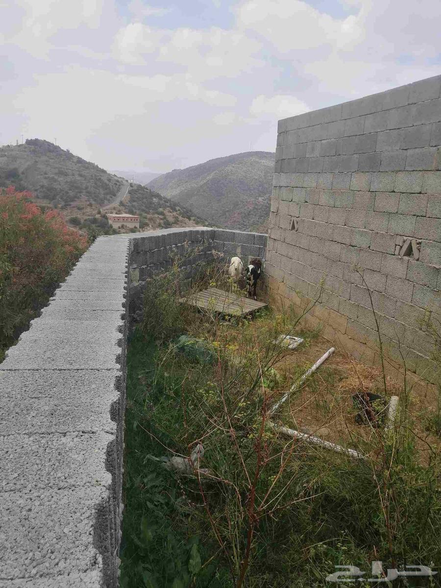 Two Sheep64622253388929111