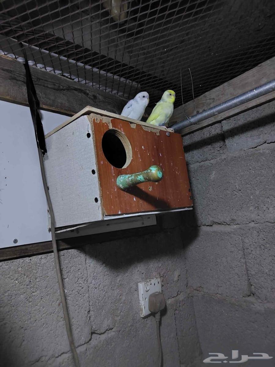 4 ازواج بادجي بي450 بي اغراض 60064616578946051110