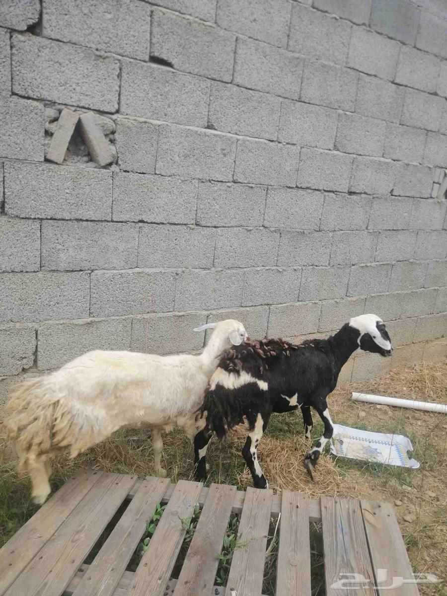 Two Sheep64622253388929112