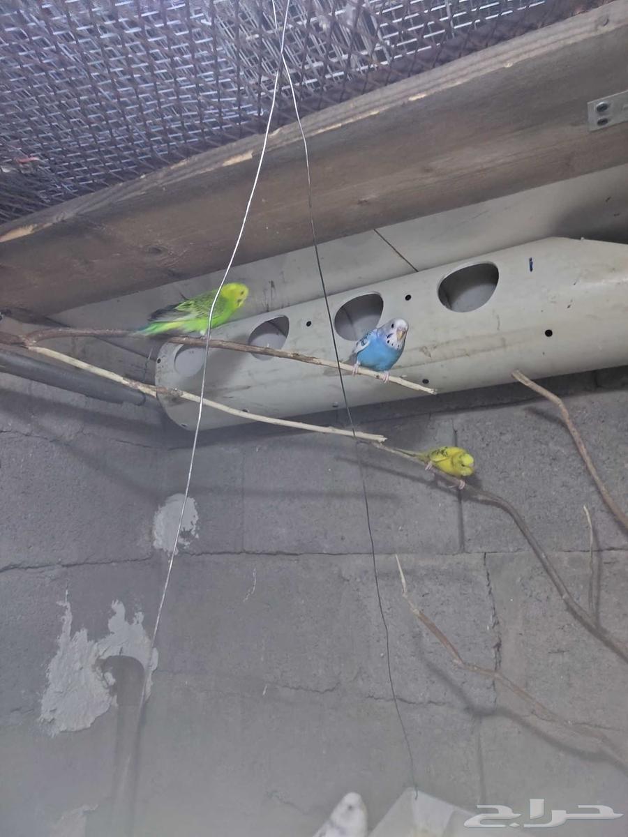 4 ازواج بادجي بي450 بي اغراض 60064616578946051112