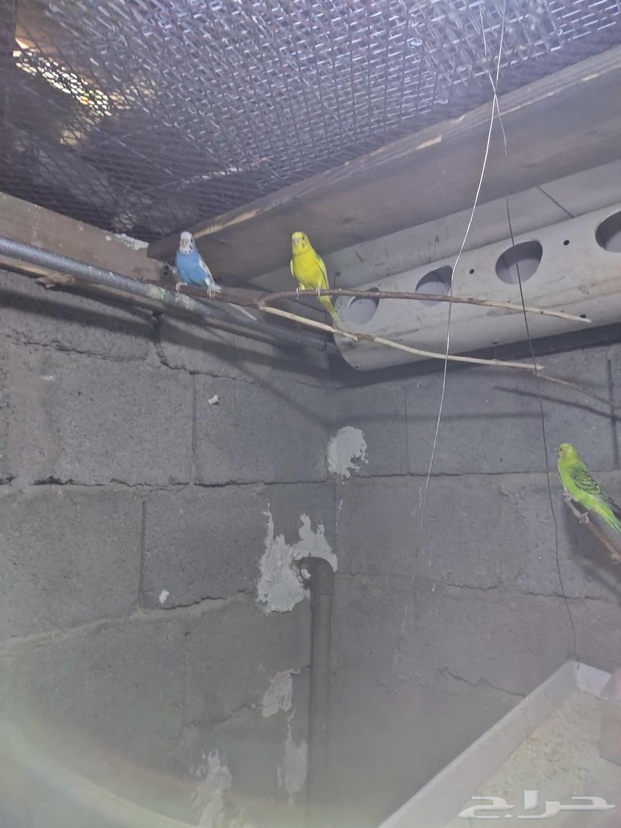 4 ازواج بادجي بي450 بي اغراض 60064616578946051113