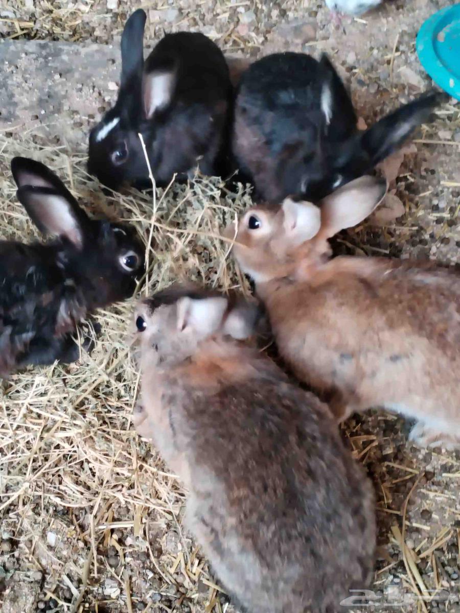 أرنب للبيع64623479148290111