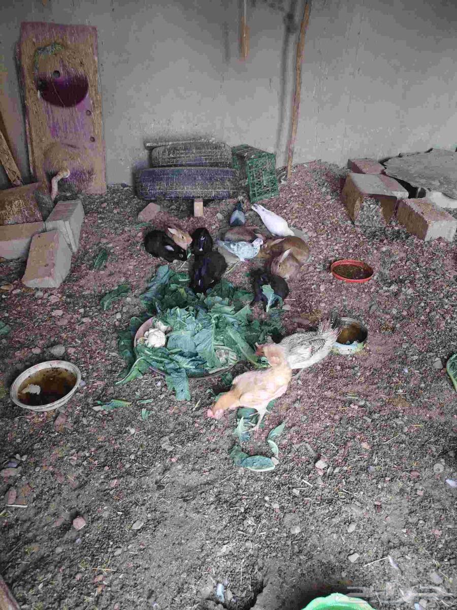 أرنب للبيع64623479148290110