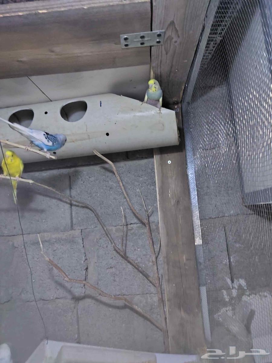 4 ازواج بادجي بي450 بي اغراض 60064616578946051111