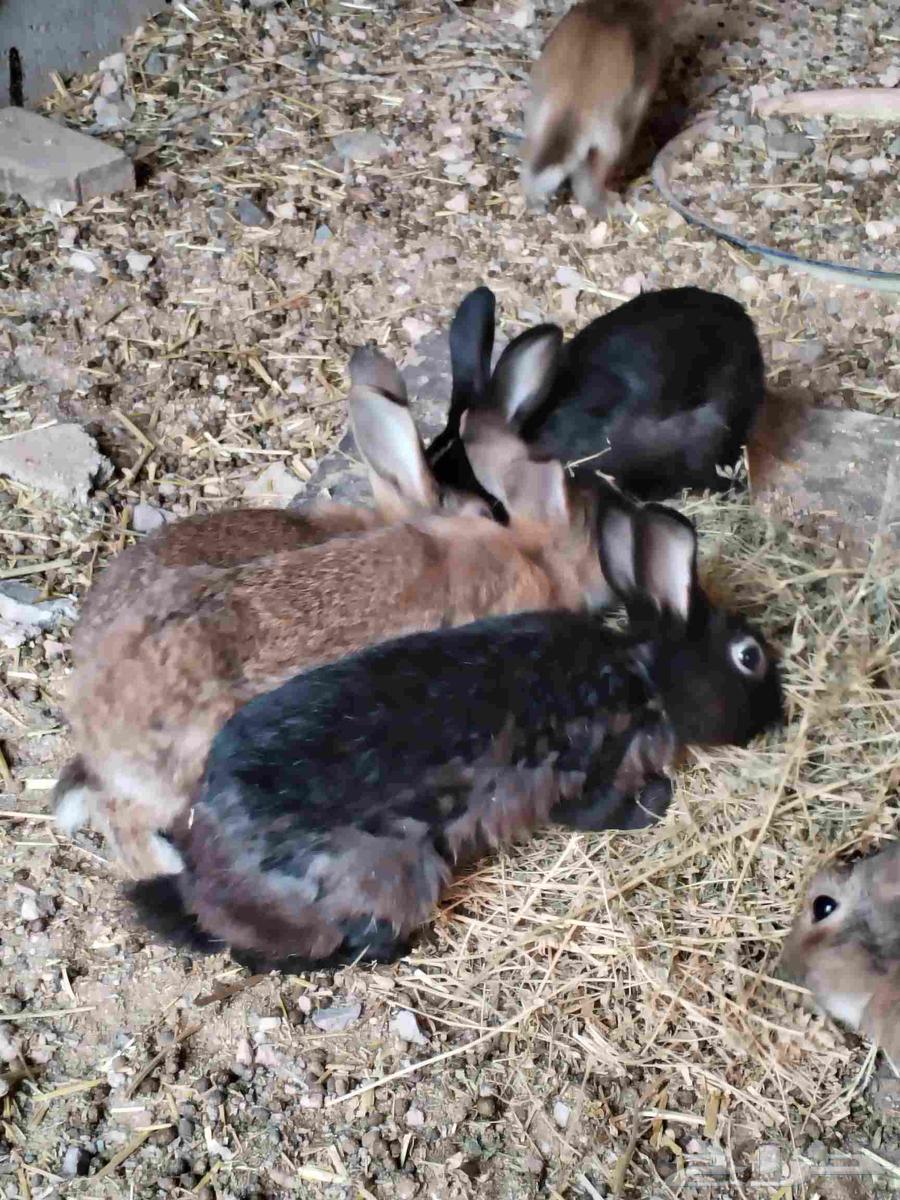 أرنب للبيع64623479148290112